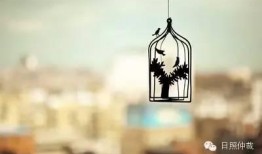 新闻爆料囚鸟,揭秘囚禁鸟类的残酷现实